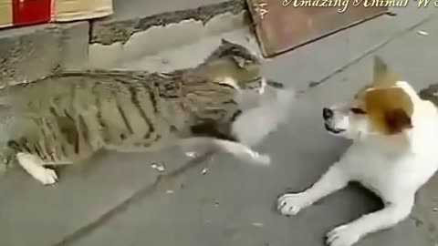 Crazy cats attacking dogs AGAIN #2 / CATS FUNNIEST ATTACK COMPILATION 2021