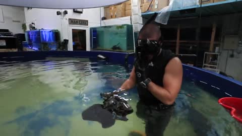 Swimming In Worlds Largest EXOTIC Aquarium!! (Hand feed fish)| Jiggin' With Jordan