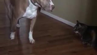 Pit Bull pasa literalmente en puntas de pie por al lado de un gato con miedo a avanzar