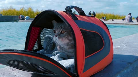 A Cat Inside a Pet Carrier Beside a Swimming Pool