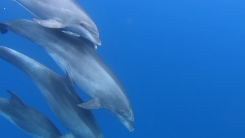 Whale babies are on their way home.