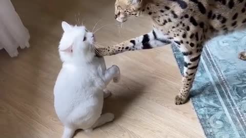 Cat And Tiger Love Each other