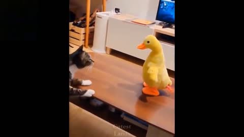 Cute Cat funny looks like scare from fake duck