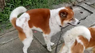 Twerking Dog