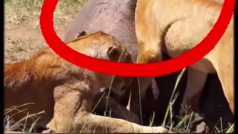 Lion cub Head Stuck Inside Buffalo ASS #shorts