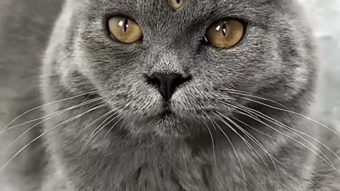 This cat have 3 eyes
