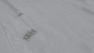 Bulldog playing in the snow