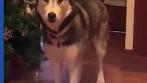 Hungry dog throws metal bowl on the floor to owner's attention