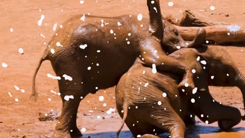 Baby Elephants Enjoying In The Mud