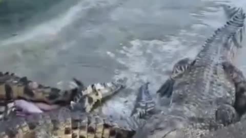 A group of crocodiles