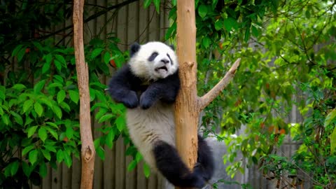 Panda Cub at the Zoo Part 2🐼