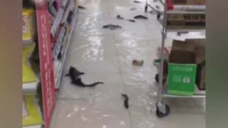 Fish Swimming on Supermarket