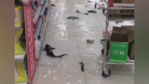 Fish Swimming on Supermarket