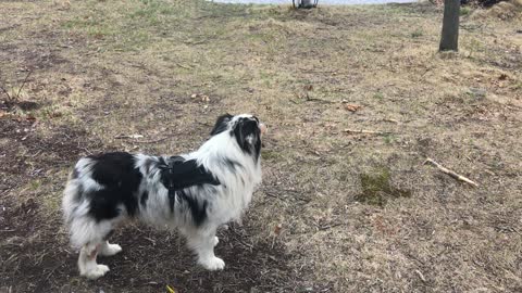 Aspen, an Aussie, swims on command