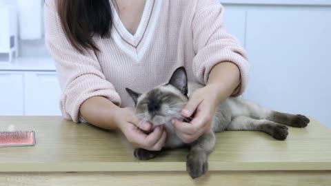 girl playing with a cat