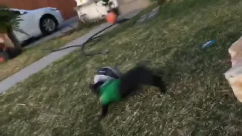 Black dog in green sweater soccer ball