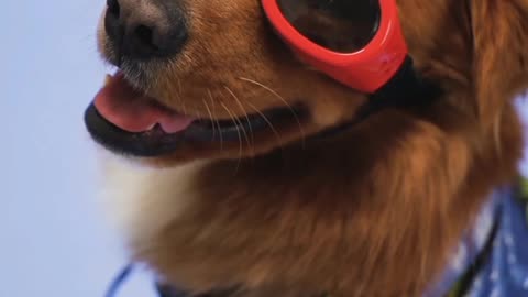 The dog wearing goggles/dogs' goggles/dogs' eyewear/dogs' sunglasses/dogs' eye protection.