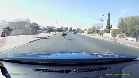 Emu Crosses the Road