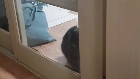 Black cat scratching the door to open the door
