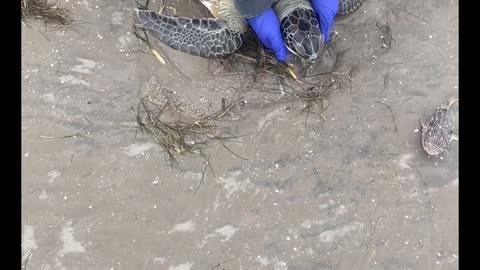 Saving Cold Stunned Turtles at Boca Chica Beach