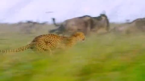 Hunter Leopard vs Bull life and death fight 😯😯
