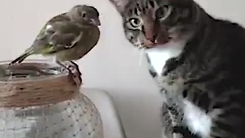 Chat 🐱 vs oiseau 🐦