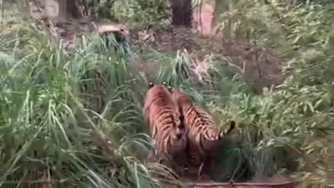 CHASSING BY TIGER