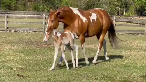 When you are beautiful and you know it...Watch these amazing horses