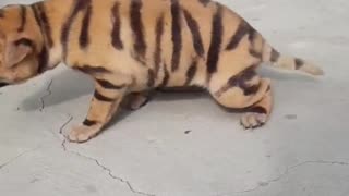 [Tiktok] - How to transform a Dog to Tiger
