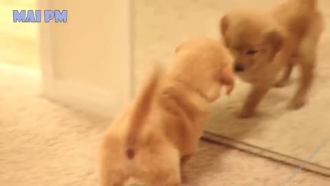 Cute Golden Retriever Puppies Compilation