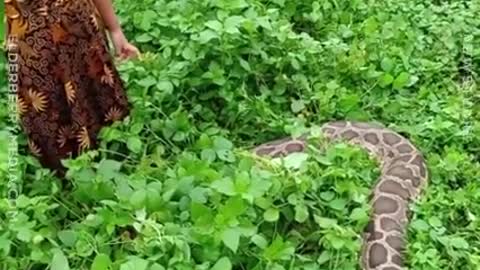 Toddler Plays With Her Pet Python