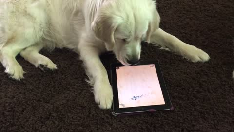 Golden Retriever fascinated by iPad game for pets