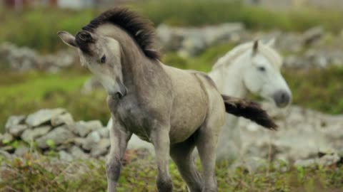 Unbridled Beauty: Captivating Horses Up Close