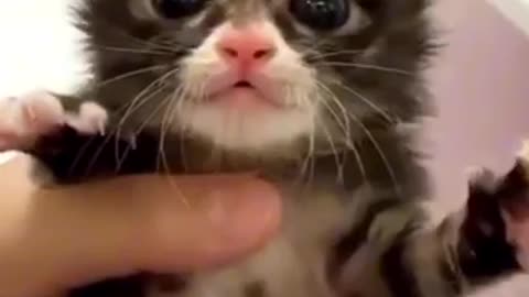 Amazing cat 🐈 trending video