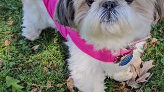 Rosie Is Pretty In Pink (Featuring Rosie The Shihtzu)