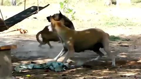 Troll Prank Dog Funny & fake Lion and Fake Tiger Prank To dog & Huge Box Prank to dog