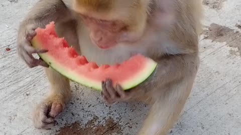 Monkey Eat Watermelon In The Hot Summer and Enjoy The Summer Vibes With Here Friends