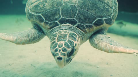 Turtle under water