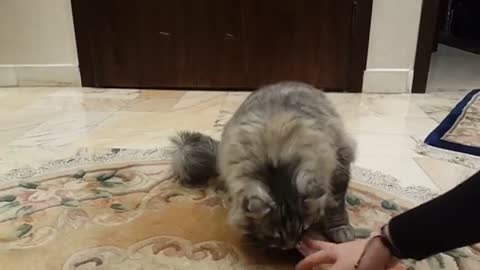 Funny Siberian cat meowing softly to get the 'chocolate' stick