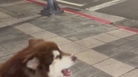 Malamutes Sing Along With Passing Ambulance