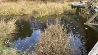 Wild ducks enjoying the water and nature