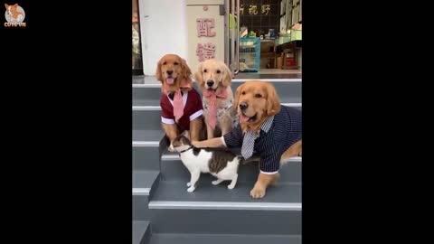 😍 Cute Puppies Doing Funny Things 2020 😍 #9 |