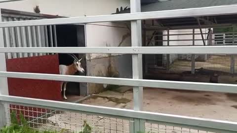 Antelope sticks its head out to see if it has any friends