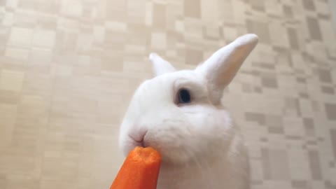 a rabbit eats a carrot ASMR