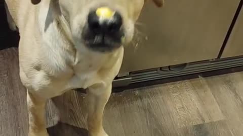 Doggo Struggles to Get Cheese Spread Off His Nose