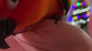 POV Getting Kisses from A Parrot