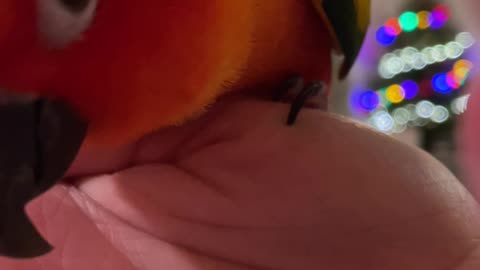 POV Getting Kisses from A Parrot
