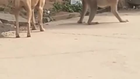 Animal Video that Will Make You Laugh