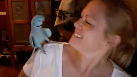 Parrot Loves Peek-a-boo
