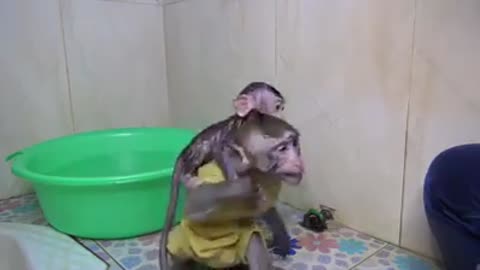 Clean up the little monkey